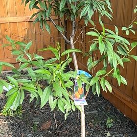 Photo of the plant species Prunus Persica by @Paigecooper6 named Mollie on Greg, the plant care app