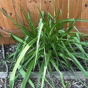 Photo of the plant species Orange Daylily by @Paigecooper6 named Orwell on Greg, the plant care app
