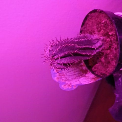 Photo of the plant species Common Poppy by @TopTipa49 named Bella on Greg, the plant care app