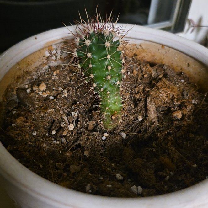 Photo of the plant species Brittle Prickly Pear by @MeekSeagrape58 named Demi on Greg, the plant care app