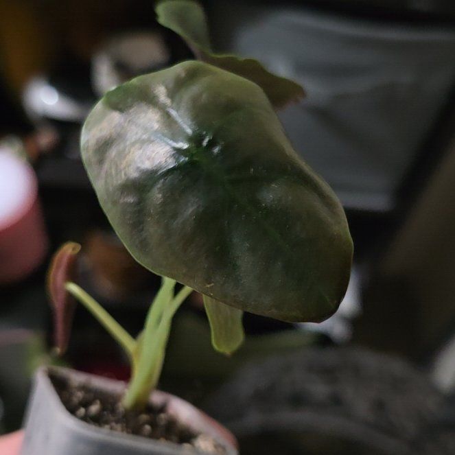 Photo of the plant species Alocasia Cuprea by @MeekSeagrape58 named Coco on Greg, the plant care app