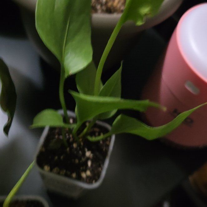 Photo of the plant species Anthurium 'Big Red Bird' by @MeekSeagrape58 named Harper on Greg, the plant care app