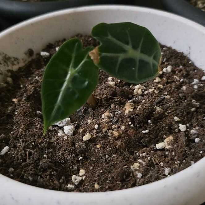 Photo of the plant species Alocasia 'Mandalay' by @MeekSeagrape58 named Sol on Greg, the plant care app