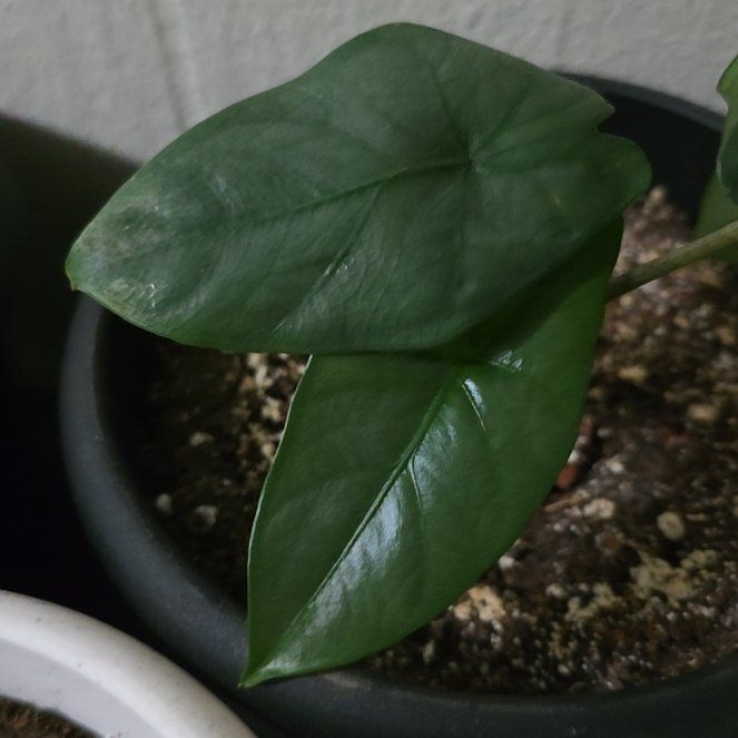 Photo of the plant species Alocasia by @MeekSeagrape58 named Marley on Greg, the plant care app