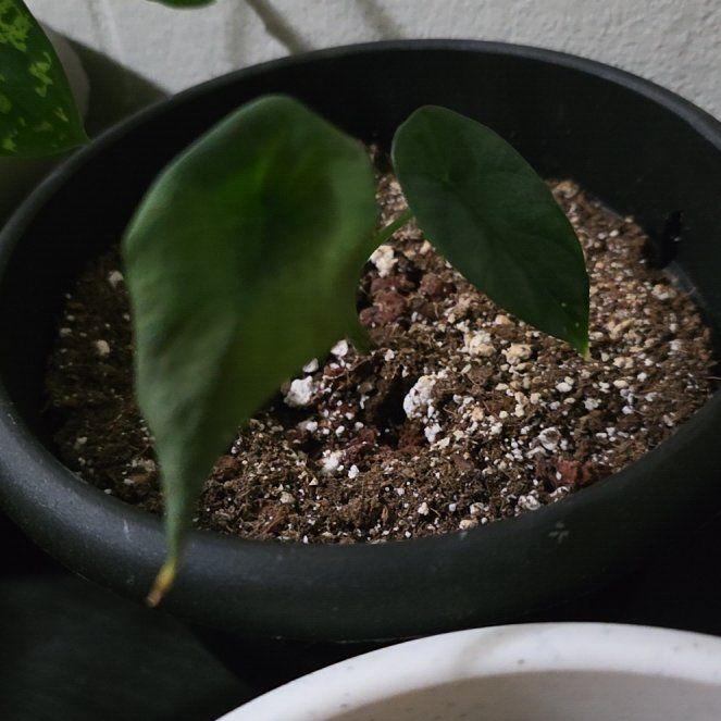 Photo of the plant species Alocasia by @MeekSeagrape58 named Anne on Greg, the plant care app