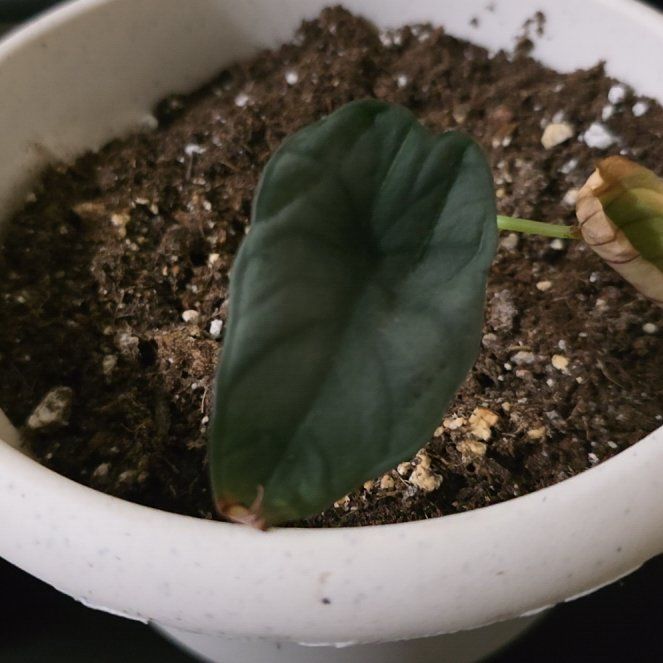 Photo of the plant species Alocasia nebula 'Imperialis' by @MeekSeagrape58 named Willow on Greg, the plant care app