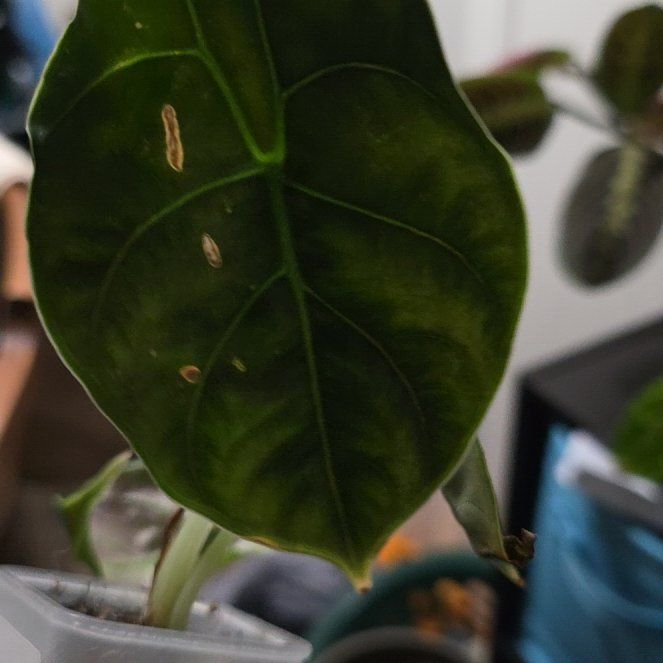 Photo of the plant species Alocasia Azlanii by @MeekSeagrape58 named Osmo on Greg, the plant care app