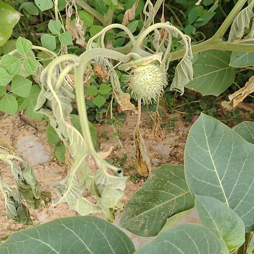Photo of the plant species Angel's Trumpet by @DefiantMakole85 named Daphne on Greg, the plant care app