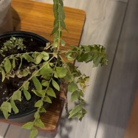 Photo of the plant species Curry Tree by @ForcefulAnise56 named Clooney on Greg, the plant care app