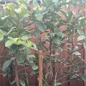 Photo of the plant species Guava Tree by @ForcefulAnise56 named Bodhi on Greg, the plant care app
