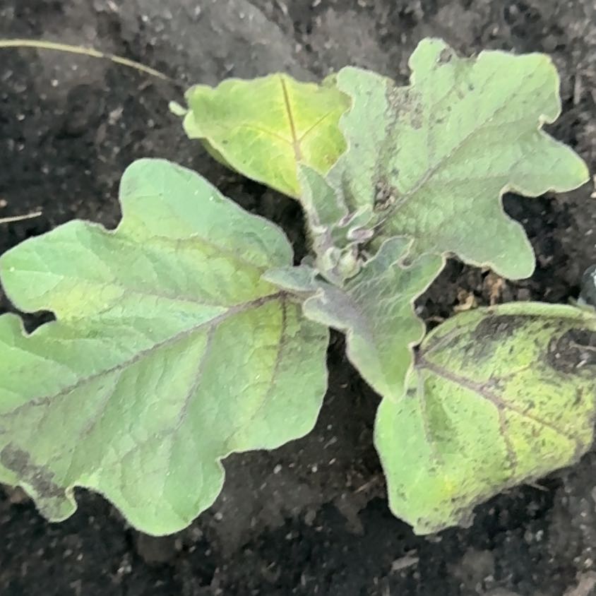 Photo of the plant species Eggplant by @ForcefulAnise56 named Orwell on Greg, the plant care app