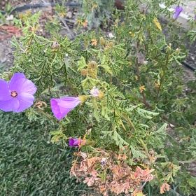 Photo of the plant species Musk Mallow by @ForcefulAnise56 named Figyonce on Greg, the plant care app