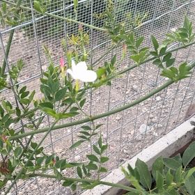 Photo of the plant species White Jasmine by @ForcefulAnise56 named Nemo on Greg, the plant care app
