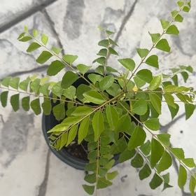 Photo of the plant species Curry Tree by @ForcefulAnise56 named Sol on Greg, the plant care app