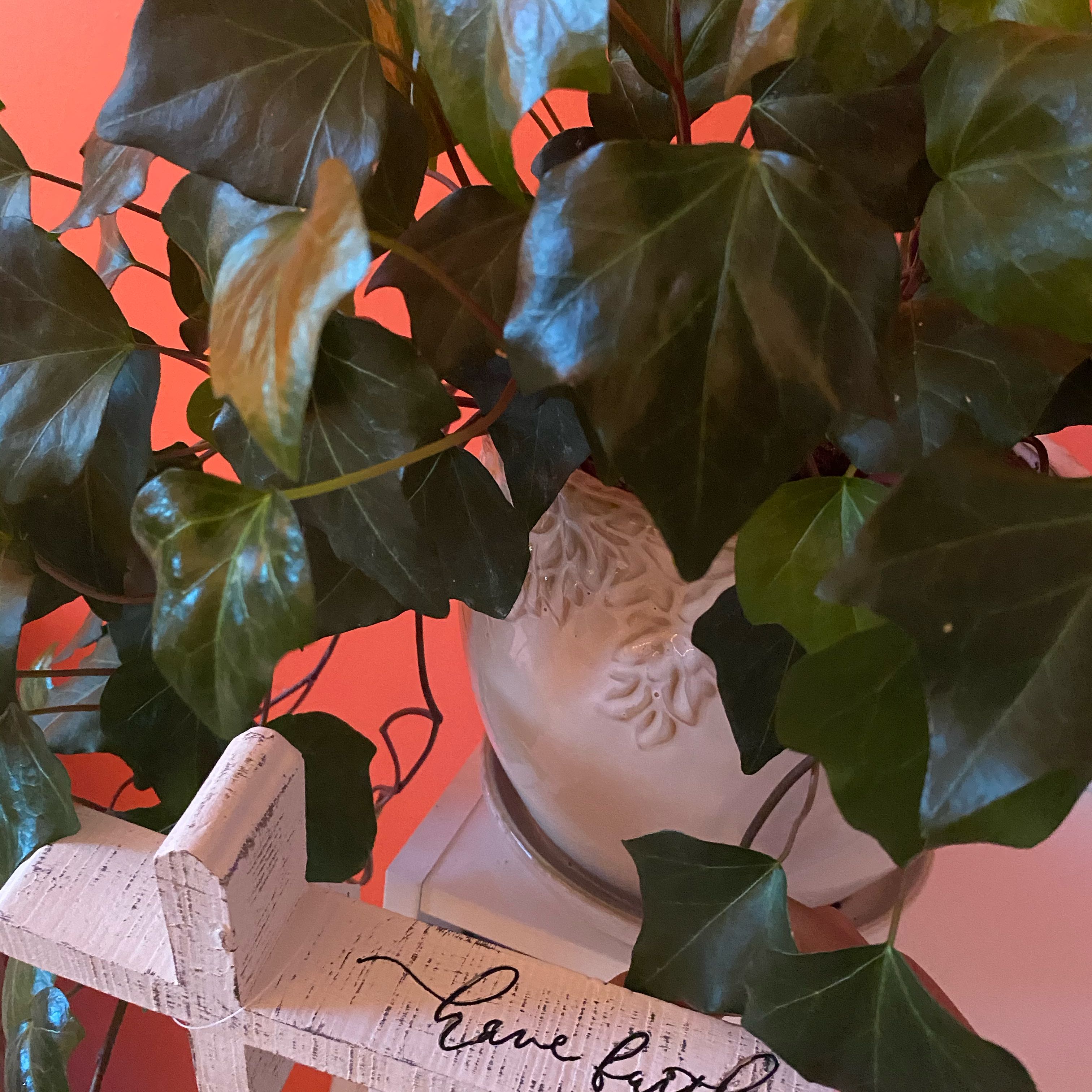 Photo of the plant species Atlantic Ivy by @Domjustplant named Ivy Leagye in on Greg, the plant care app