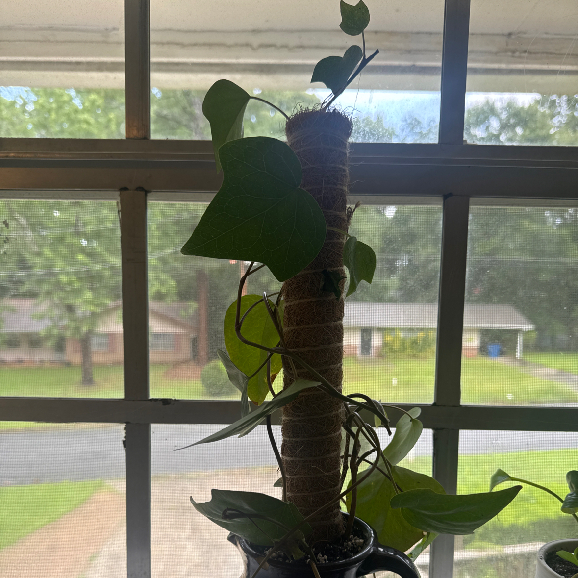 Photo of the plant species Atlantic Ivy by @Domjustplant named Ivy Leagye in on Greg, the plant care app