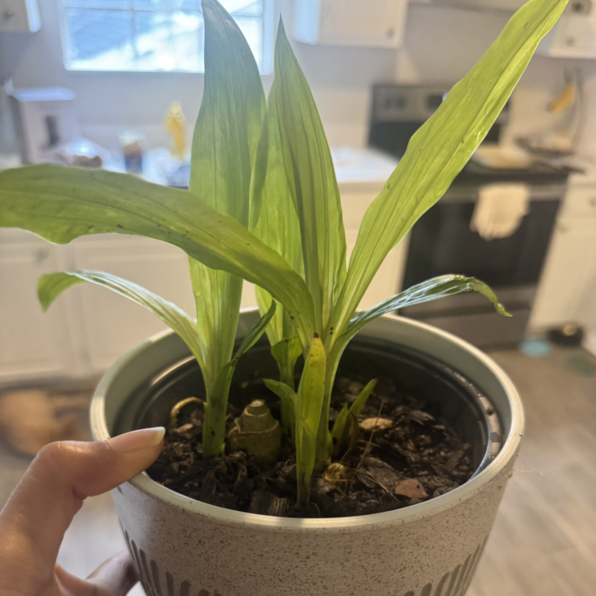 Photo of the plant species Nun's-Hood Orchid by @Domjustplant named Nunn Orchid on Greg, the plant care app