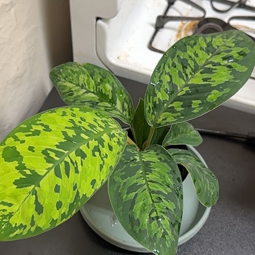 Photo of the plant species King of Hearts by @PlantRascal named Prince on Greg, the plant care app