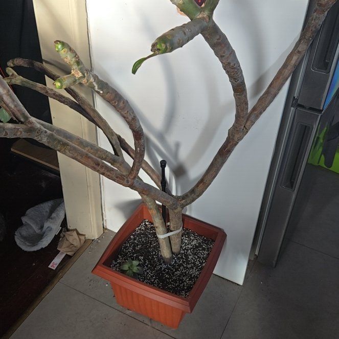 Photo of the plant species Yellow Frangipani by @ExactCilantro49 named Sir Roots-alot on Greg, the plant care app
