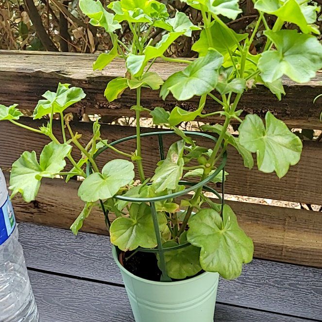 Photo of the plant species Ivy Geranium by @AvidHopsage53 named Keanu Leaves on Greg, the plant care app