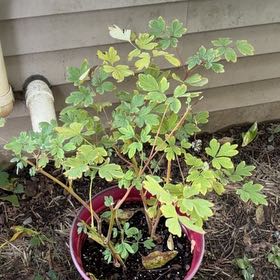 Photo of the plant species Asian Bleeding-Heart by @SummeryAlfalfa6 named Figyonce on Greg, the plant care app
