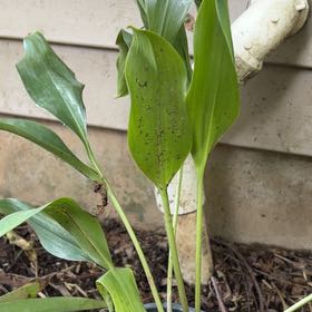Photo of the plant species Lily-of-the-Valley by @SummeryAlfalfa6 named Rihanna on Greg, the plant care app
