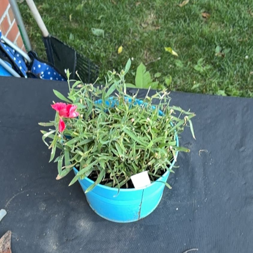 Photo of the plant species Chinese Pink by @SummeryAlfalfa6 named Walt on Greg, the plant care app