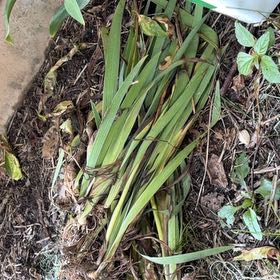 Photo of the plant species Yellow Iris by @SummeryAlfalfa6 named Treeyoncé on Greg, the plant care app