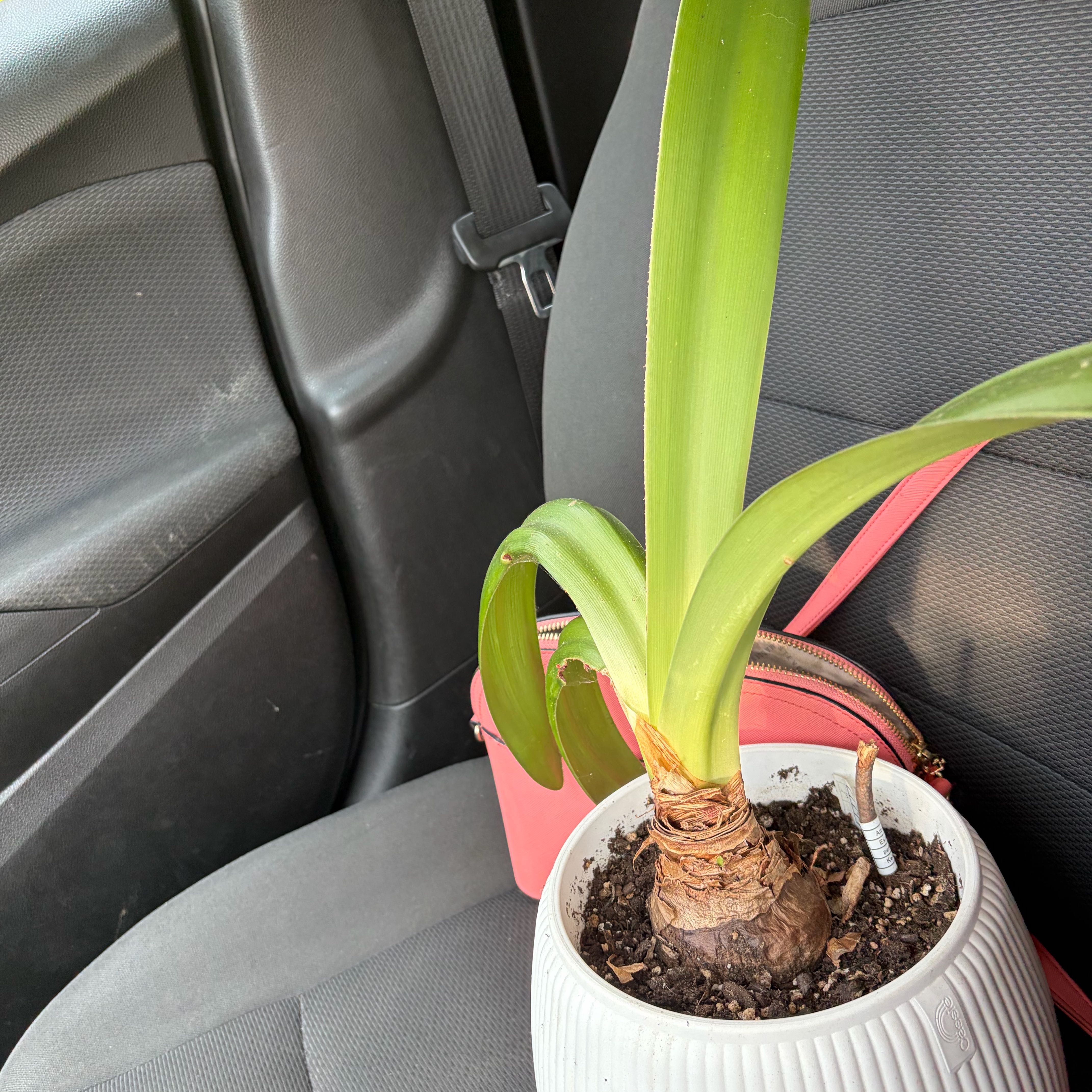 Photo of the plant species Amaryllis 'Denver' by @SummeryAlfalfa6 named Sol on Greg, the plant care app