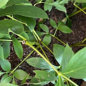 Photo of the plant species Common Peony by @SweetMonstera97 named Keanu Leaves on Greg, the plant care app