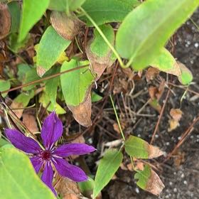 Photo of the plant species Italian Leather Flower by @SweetMonstera97 named Sir Plancelot on Greg, the plant care app