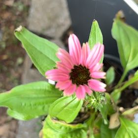 Photo of the plant species Purple Coneflower by @SweetMonstera97 named Walt on Greg, the plant care app
