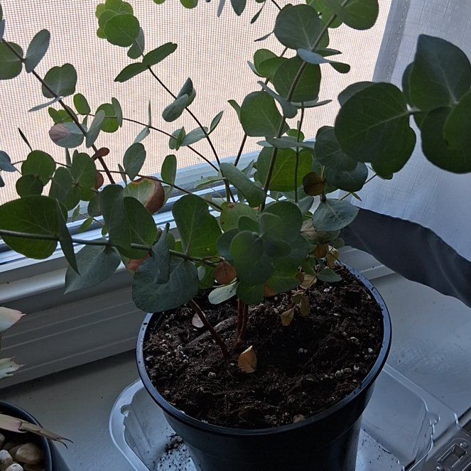 Photo of the plant species Silver Dollar Tree by @AngelQuenepa58 named Sol on Greg, the plant care app