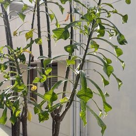 Photo of the plant species Fiddle Leaf Plumeria by @HolyBucaneve87 named Udhaara on Greg, the plant care app
