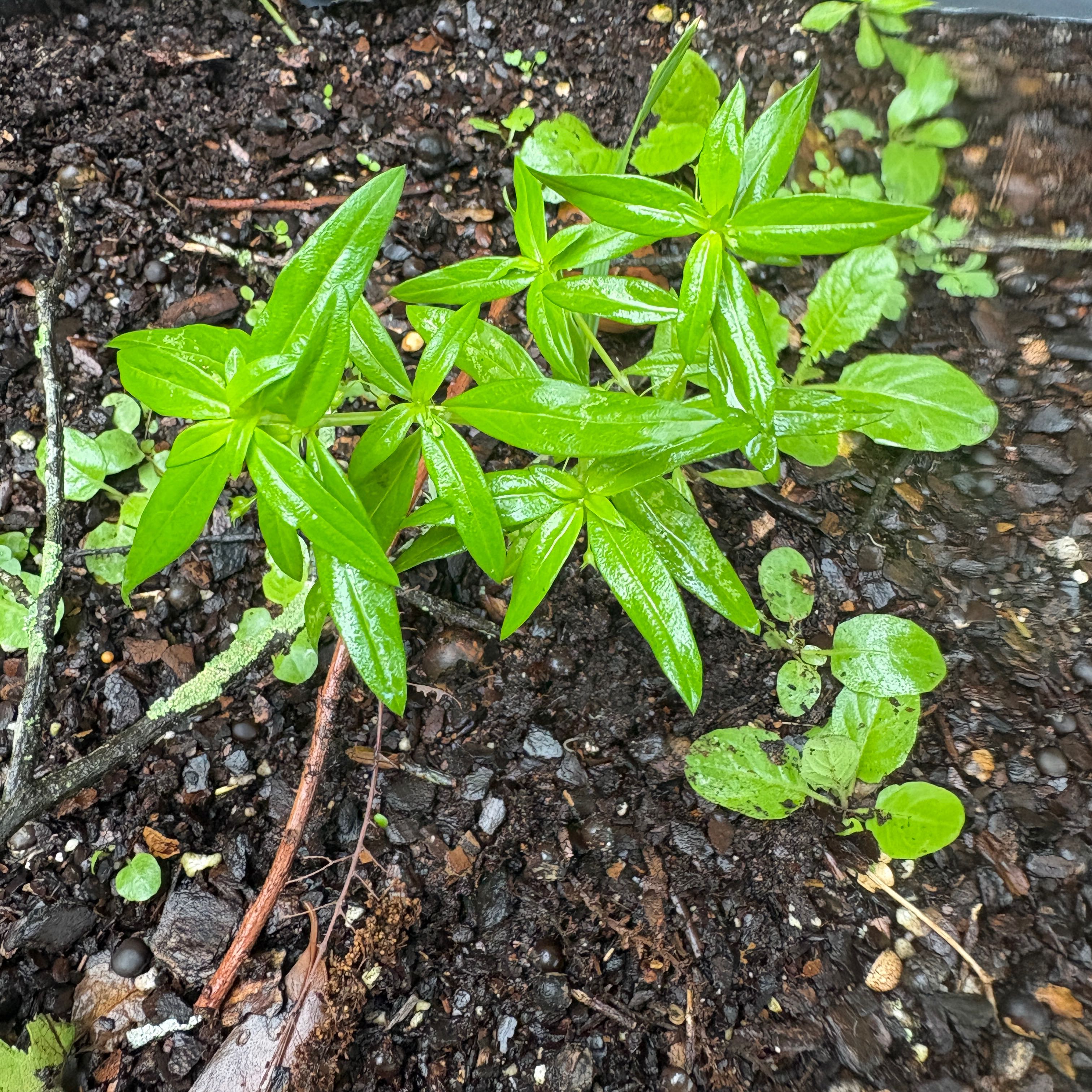 Photo of the plant species Fringed Willowherb by @DesirousSalad17 named Pax on Greg, the plant care app