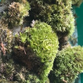 Photo of the plant species Large White-Moss by @RichlyEncina32 named Eva on Greg, the plant care app