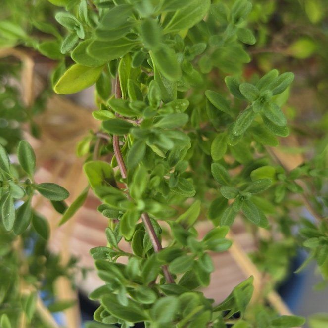 Photo of the plant species Large Thyme by @WinBeebalm13 named Beyonce on Greg, the plant care app