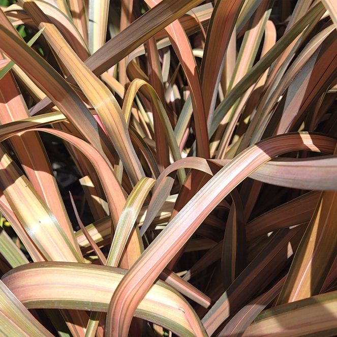 Photo of the plant species Mountain Flax by @WinBeebalm13 named Curie on Greg, the plant care app