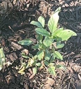 Photo of the plant species Careless Weed by @MindfulMint39 named Sage on Greg, the plant care app