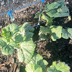 Photo of the plant species Melon by @MindfulMint39 named Surya on Greg, the plant care app