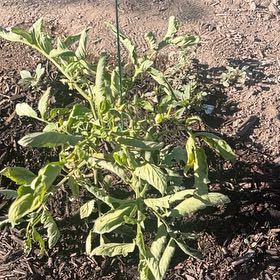 Photo of the plant species Careless Weed by @MindfulMint39 named Winston on Greg, the plant care app