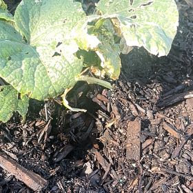 Photo of the plant species Vera Cruz Pepper by @MindfulMint39 named Ronaldo on Greg, the plant care app