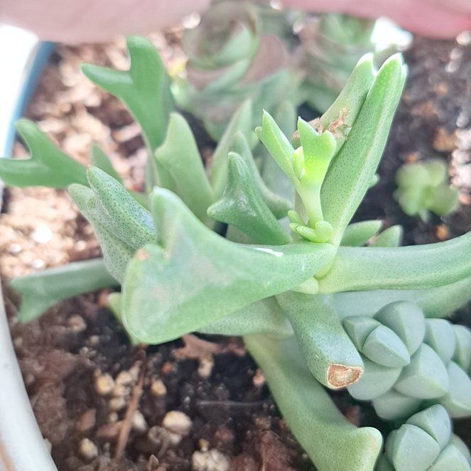 Photo of the plant species Coppery Mesemb by @FunZzplant10 named Leaf Erickson on Greg, the plant care app