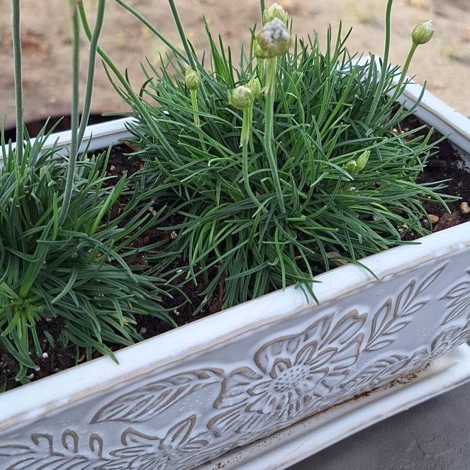Photo of the plant species Siberian Sea Thrift by @FunZzplant10 named Zion on Greg, the plant care app