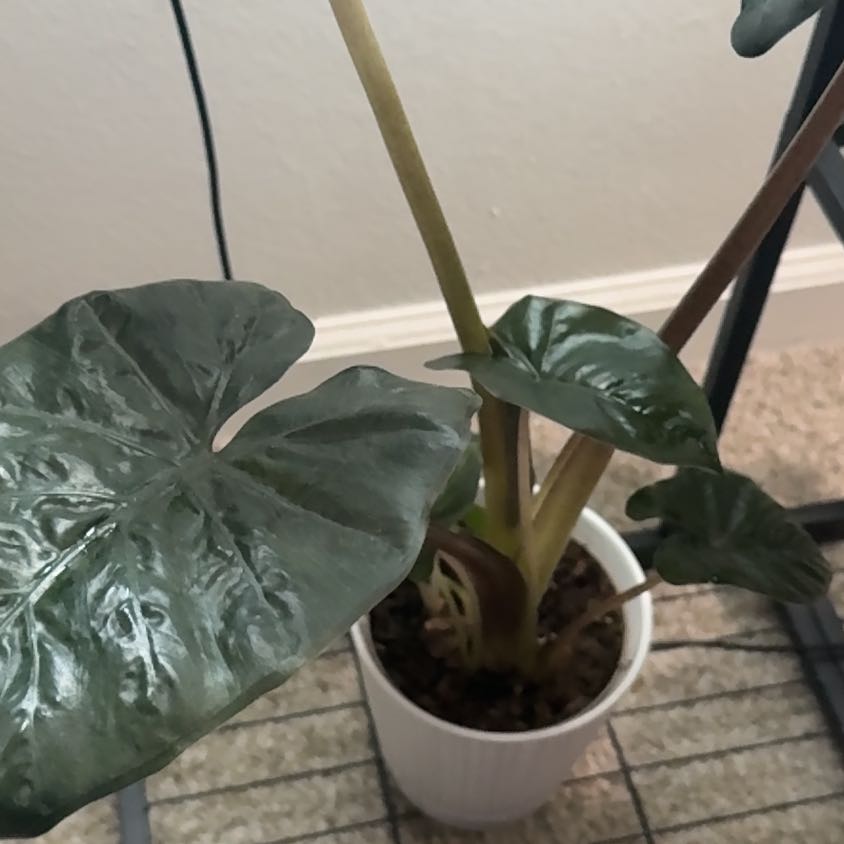 Photo of the plant species Elephant Ear by @IdolThujopsis0 named Stilts on Greg, the plant care app