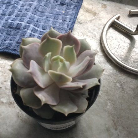Photo of the plant species Echeveria by @TryBasil51 named Sol on Greg, the plant care app