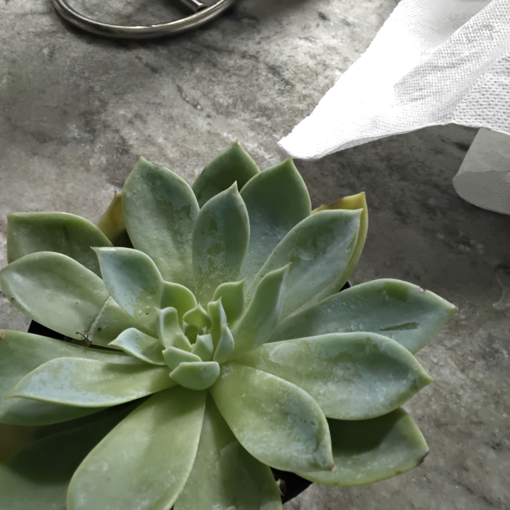 Photo of the plant species Echeveria 'Mar Azul' by @TryBasil51 named Orwell on Greg, the plant care app