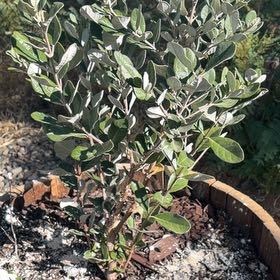Photo of the plant species Pineapple Guava by @ZarfPapaya5 named Apollo on Greg, the plant care app