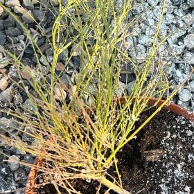 Photo of the plant species Whisk Fern by @ZarfPapaya5 named Sherlock on Greg, the plant care app