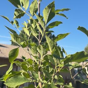Photo of the plant species Green Ash by @ZarfPapaya5 named Plato on Greg, the plant care app